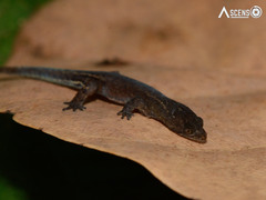 Chatogekko amazonicus