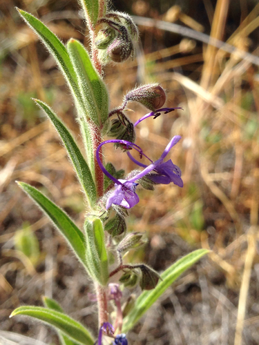 iNaturalist observation photo of Vinegar Weed