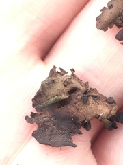 Dermatocarpon dolomiticum