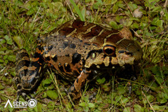 Leptodactylus paraensis