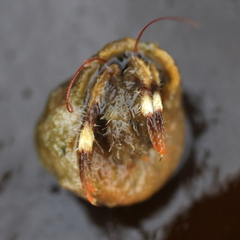 Pagurus caurinus