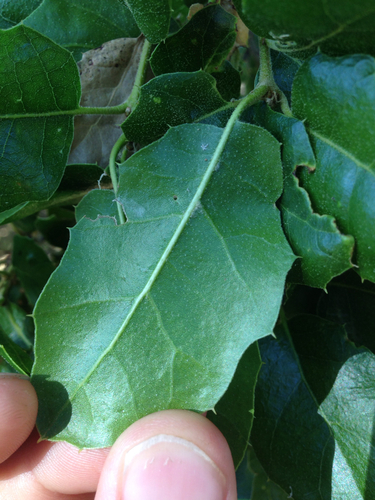 iNaturalist observation photo of coast live oak
