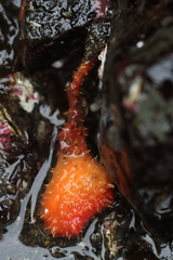 Boltenia villosa