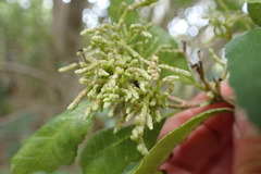 Eriophyes paratrophis