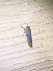 Chlorotettix necopinus