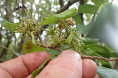 Eriophyes paratrophis