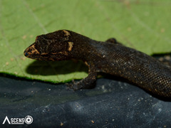 Sphaerodactylidae