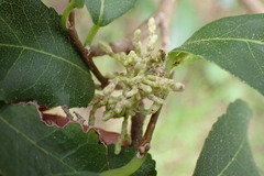 Eriophyes paratrophis