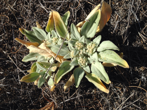 iNaturalist observation photo of turkey mullein
