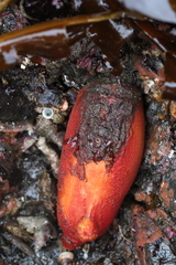 Halocynthia aurantium