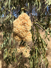 Corymbia terminalis