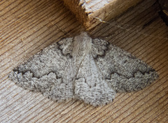 Sabulodes packardata