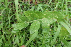 Miyagia pseudosphaeria