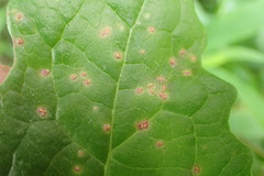 Miyagia pseudosphaeria