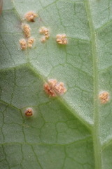 Miyagia pseudosphaeria