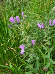 Linum hypericifolium