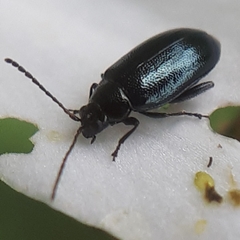 Phyllotreta cruciferae