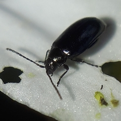 Phyllotreta cruciferae