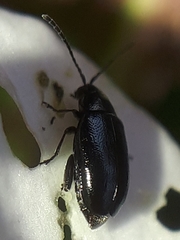 Phyllotreta cruciferae