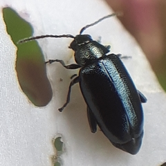 Phyllotreta cruciferae