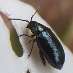 Phyllotreta cruciferae