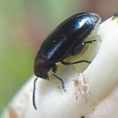 Phyllotreta cruciferae