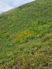Pentanema orientale