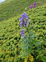 Aconitum nasutum