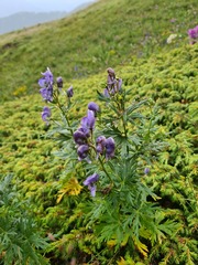 Aconitum nasutum