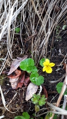 Viola biflora biflora