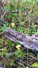 Viola biflora biflora