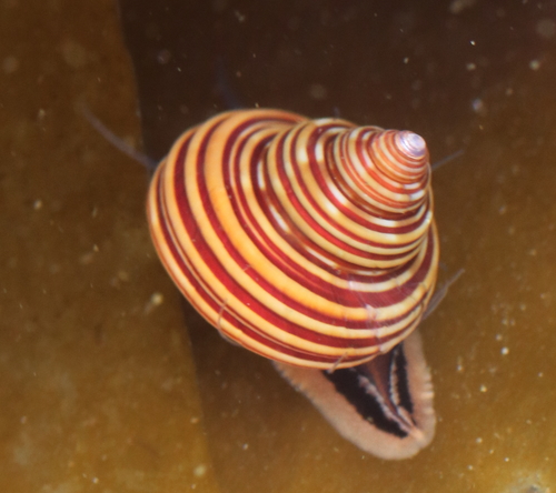 Blue-Ringed Top Snail