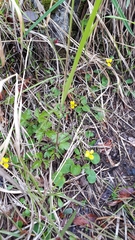 Viola biflora biflora