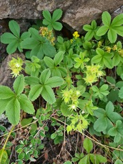 Potentilla brachypetala