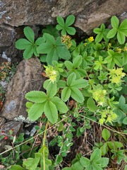 Potentilla brachypetala