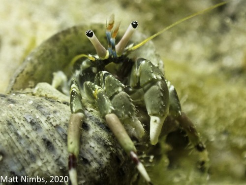 How to identify Calcinus latens (J.W.Randall, 1840)