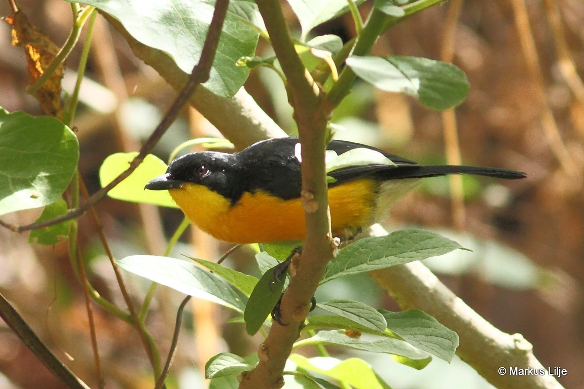 Yellow-breasted Boubou illustration