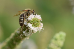 Apis mellifera