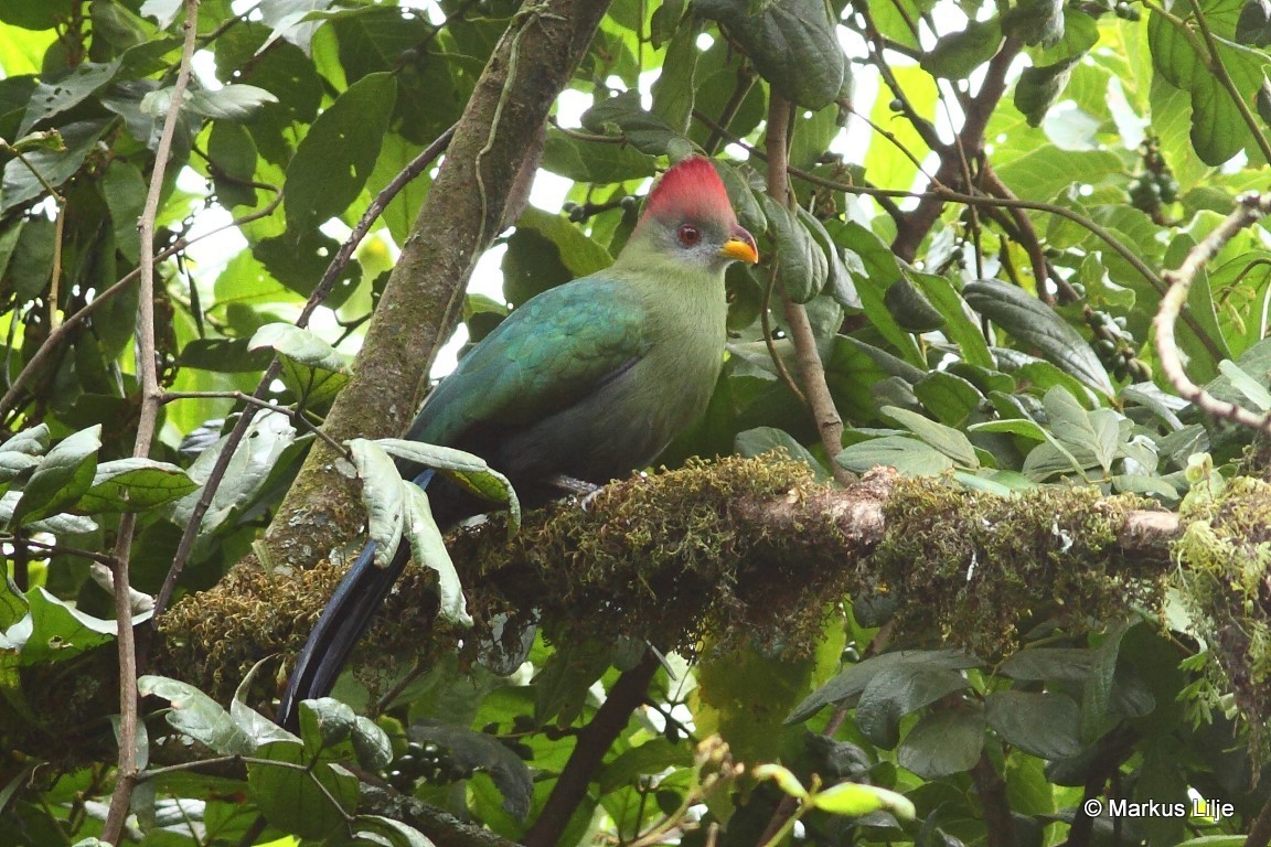 Bannerman's Turaco illustration