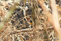 Ploceus melanogaster