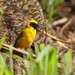 Bannerman's Weaver - Photo (c) markus lilje, some rights reserved (CC BY-NC-ND), uploaded by markus lilje