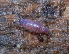 Trichoniscus pusillus