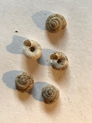 Oreohelix hemphilli