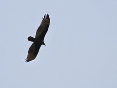 Cathartes burrovianus