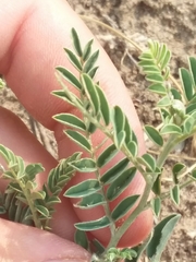Sophora nuttalliana