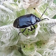 Sehirus cinctus albonotatus