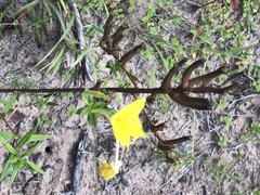 Oenothera heterophylla