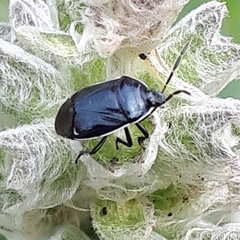 Sehirus cinctus albonotatus