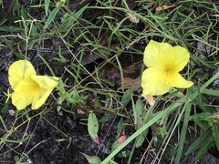 Oenothera heterophylla