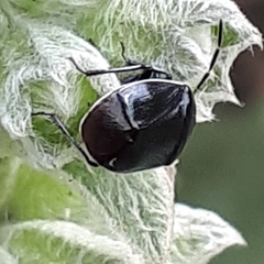 Sehirus cinctus albonotatus